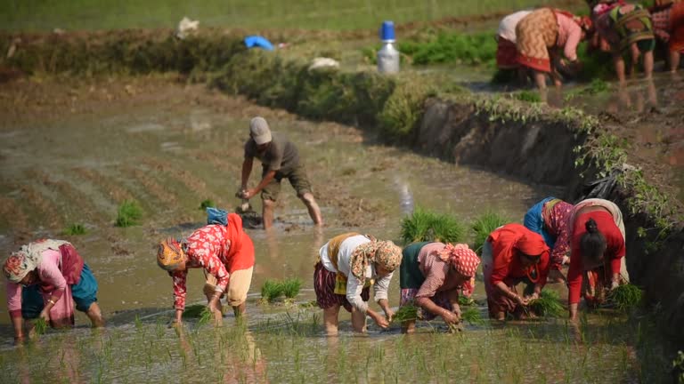 Paddy farming
