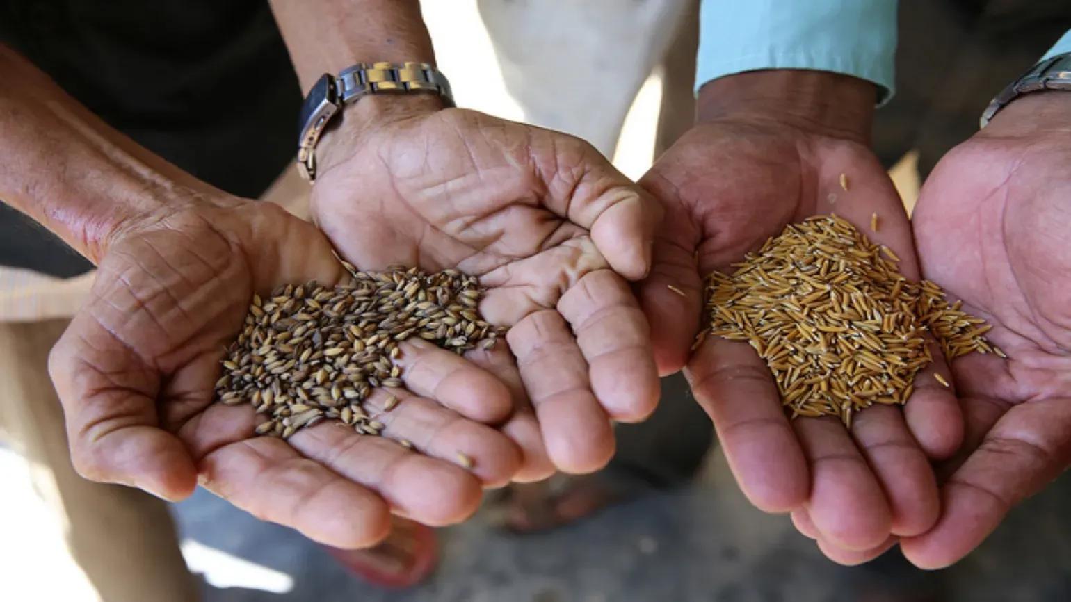 Paddy seeds and agricultural production